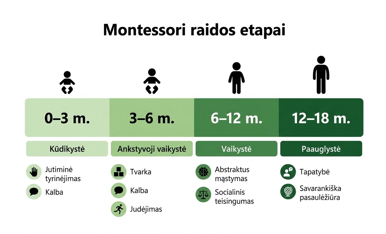 Montessori keturi raidos etapai nuo gimimo iki 18 metų: kūdikystė, ikimokyklinis, mokyklinis ir paauglystės laikotarpiai